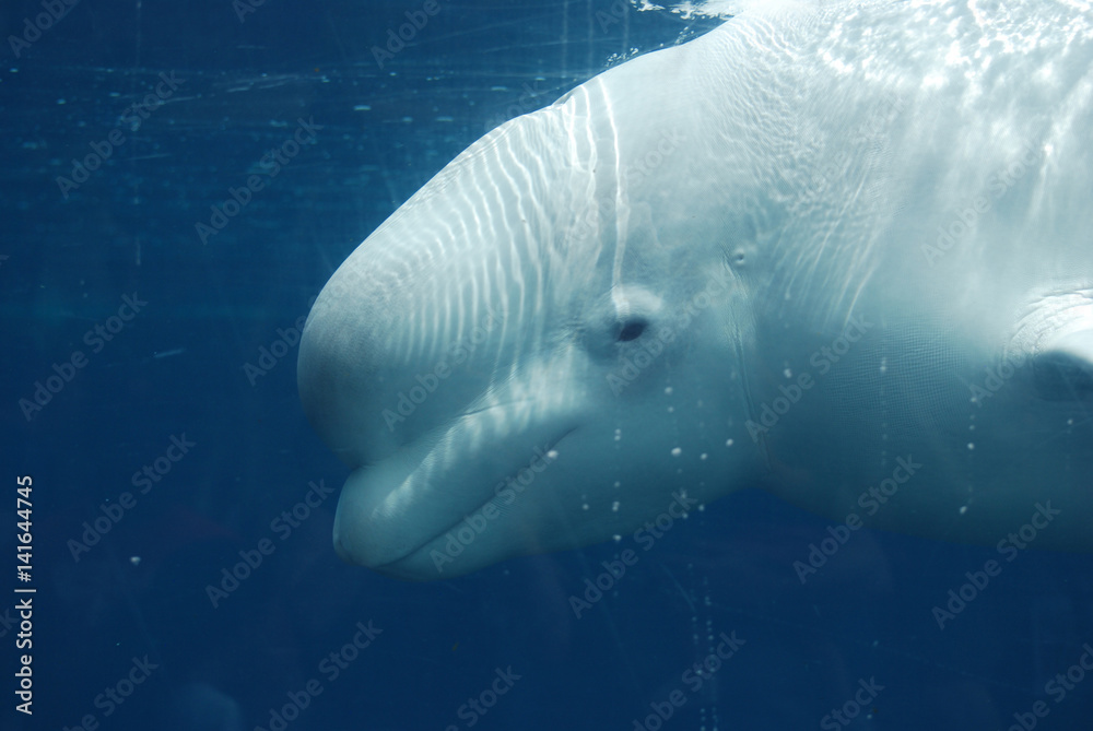 Obraz premium Niesamowite spojrzenie na profil wieloryba bieługi