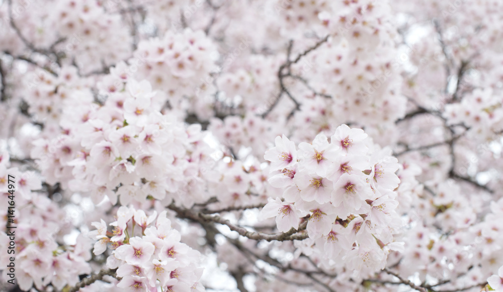 Obraz premium Beautiful Sakura background