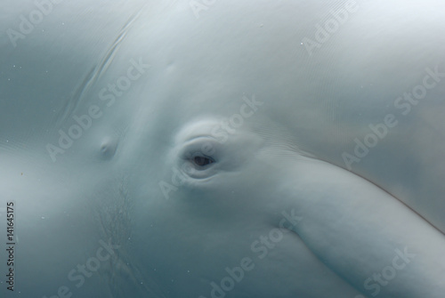 Obraz na płótnie Eye of a Beluga Whale Underwater