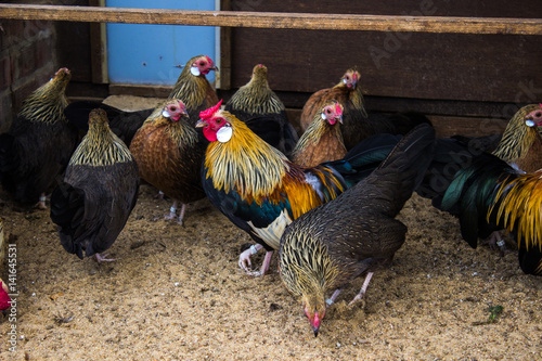 Bantam Hühner und Hahn im Stall