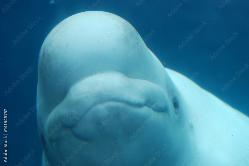 Obraz premium Amazing Grin of a Beluga Whale Swimming Underwater