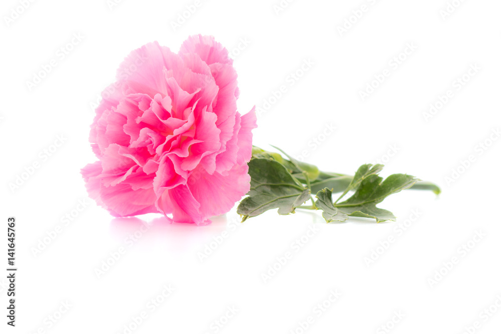 pink carnations flower on white background pink carnations flower on white background