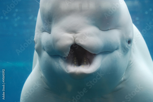 Fototapete A Look at the Teeth of a Beluga Whale Underwater