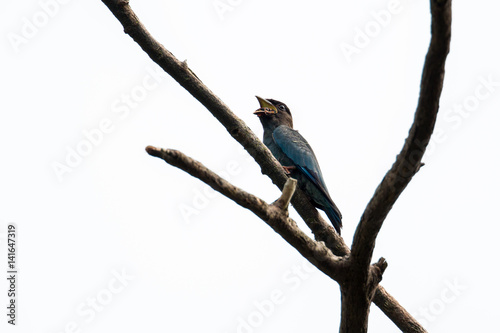 Oriental Dollarbird 1/15
This Oriental Dollarbird was trying its very best to get rid of its 'food', the weevil, which clamped on its mouth. photo