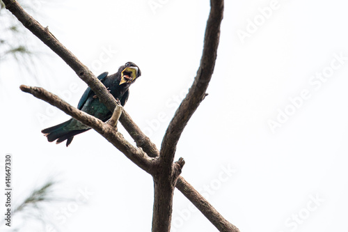 Oriental Dollarbird 4/15
This Oriental Dollarbird was trying its very best to get rid of its 'food', the weevil, which clamped on its mouth. photo