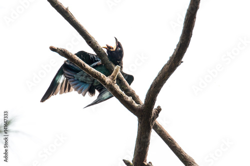 Oriental Dollarbird10/15
This Oriental Dollarbird was trying its very best to get rid of its 'food', the weevil, which clamped on its mouth. photo