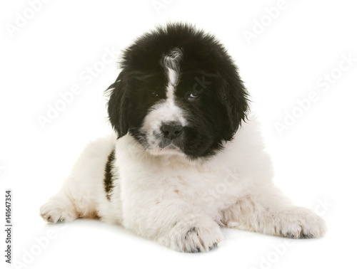 Fototapeta Naklejka Na Ścianę i Meble -  puppy newfoundland dog