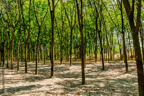 Row of green trees