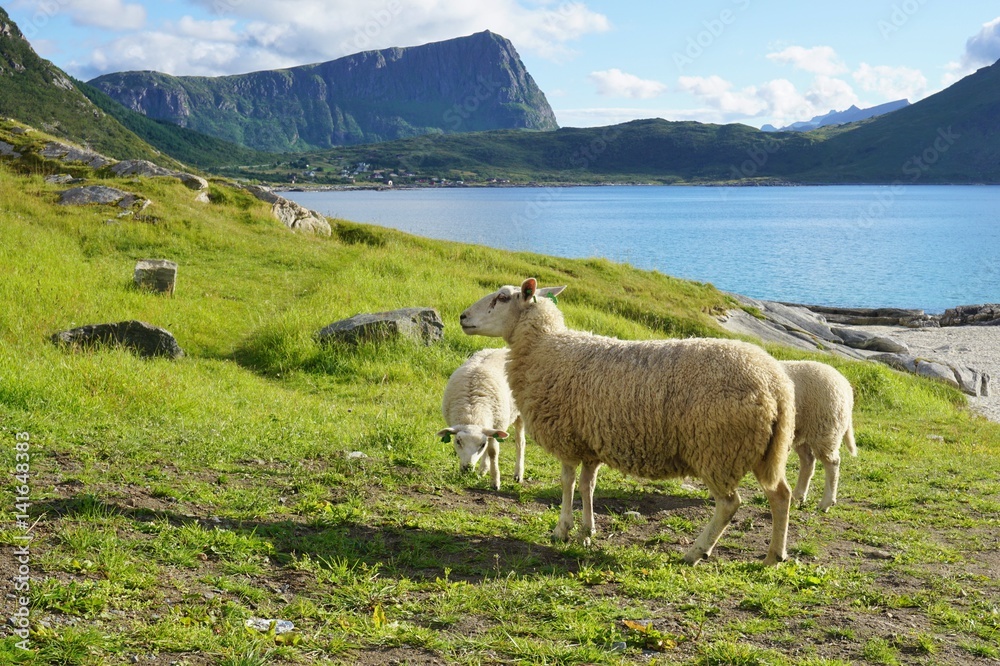 Fototapeta premium Sheep grazing in the grass by a beach in the Lofoten islands, Norway