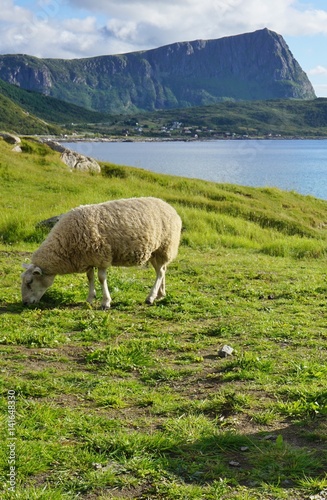 Sheep grazing in the grass by a beach in the Lofoten islands, Norway