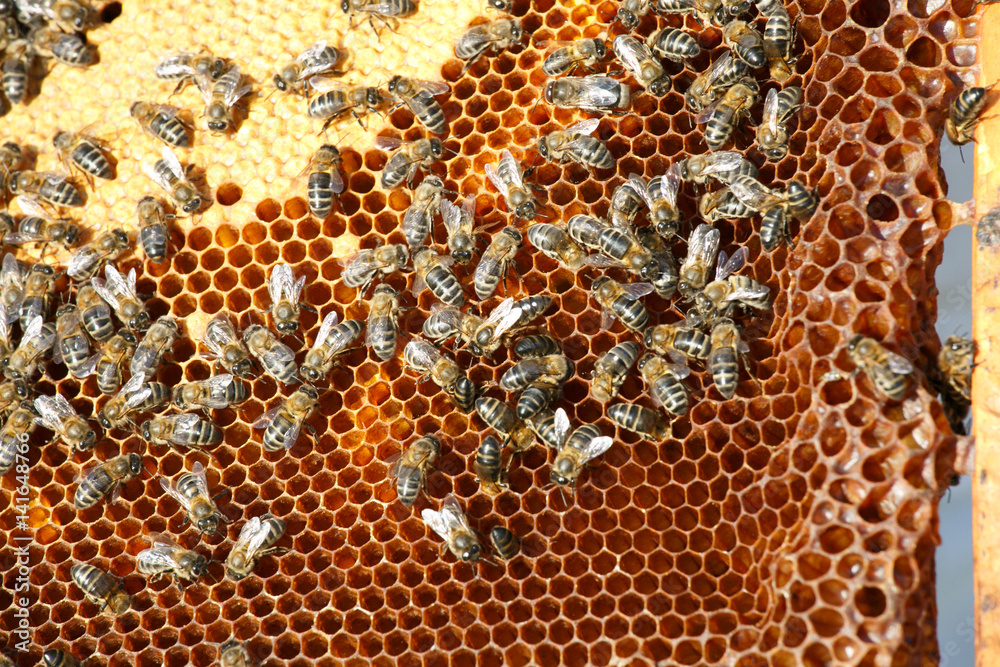 Bees and queen on combs. Hives. Beekeeping Bees and queen on combs. Hives. Beekeeping