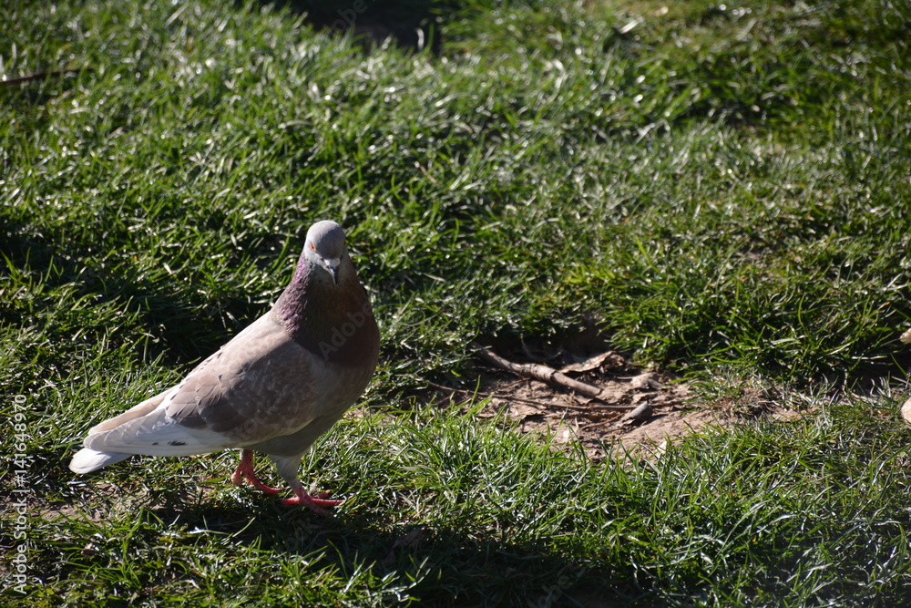 Obraz premium Palomas 