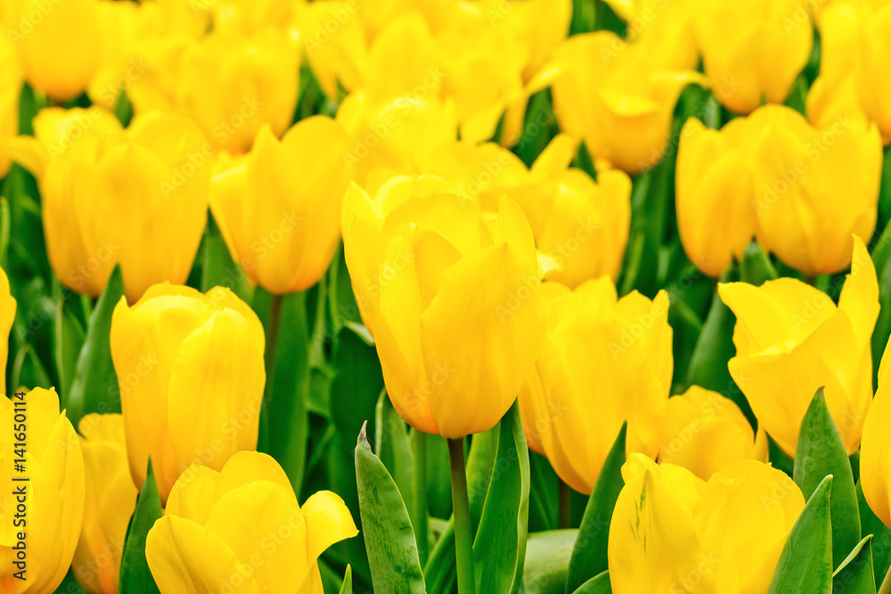 Tulips garden Tulips garden