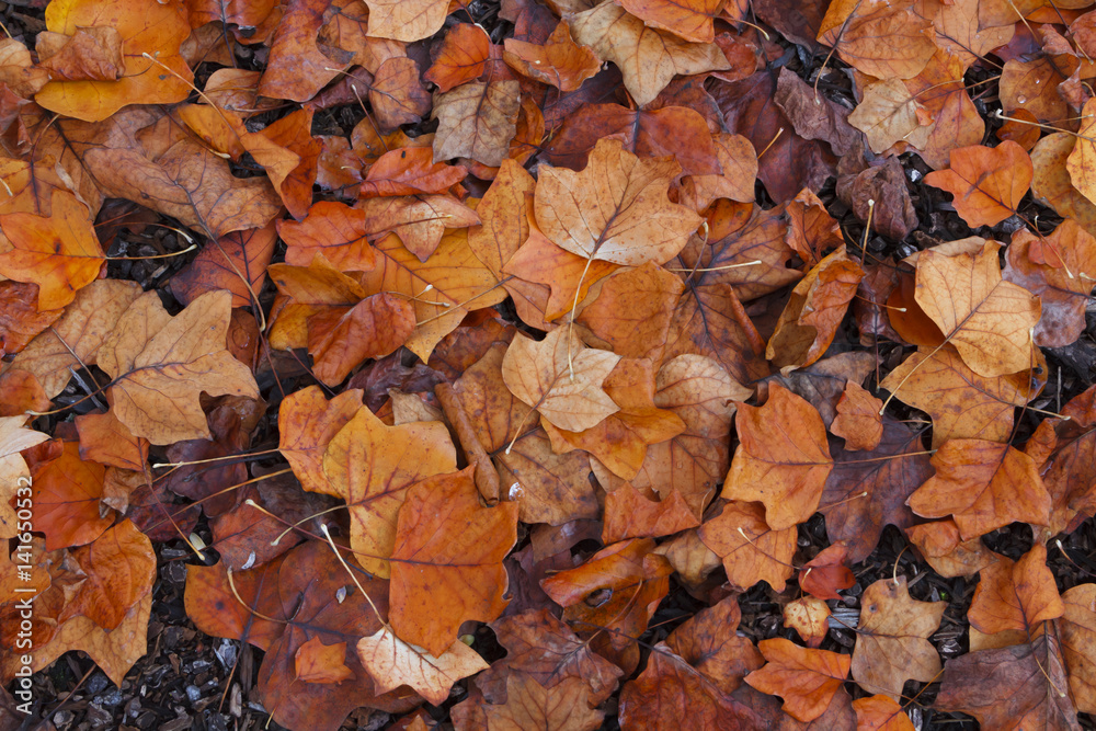 Vibrant newly fallen leaves on the ground during a rainy day in the Pacific Northwest