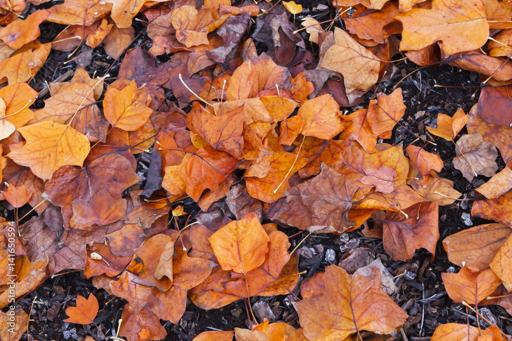 Vibrant newly fallen leaves on the ground during a rainy day in the Pacific Northwest Vibrant newly fallen leaves on the ground during a rainy day in the Pacific Northwest