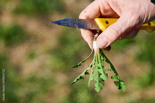 Harvesting wild dandelion greens is a beloved springtime ritual