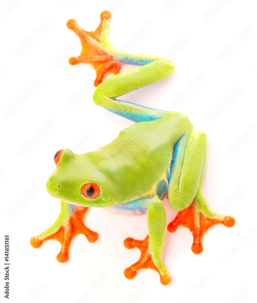 Fototapeta premium Red eyed tree frog an animal with vibrant eyes. Agalychnis callydrias lives in the rain forest of Costa Rica and Panama. Amphibian isolated on white background. .