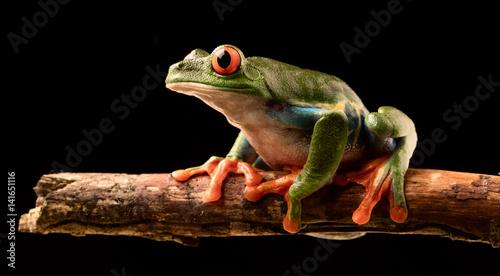 Red eyed tree frog at night on a twig in the rain forest of Costa Rica. Agalchnis callydrias or Monkey treefrog is a nocturnal animal.