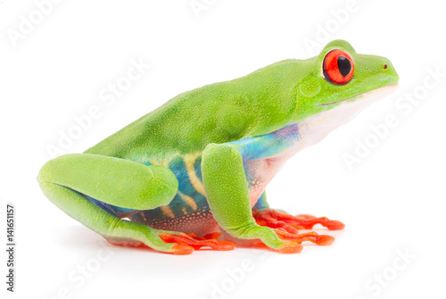 Red eyed tree frog an animal with vibrant eyes. Agalychnis callydrias lives in the rain forest of Costa Rica and Panama. Amphibian isolated on white background. .
