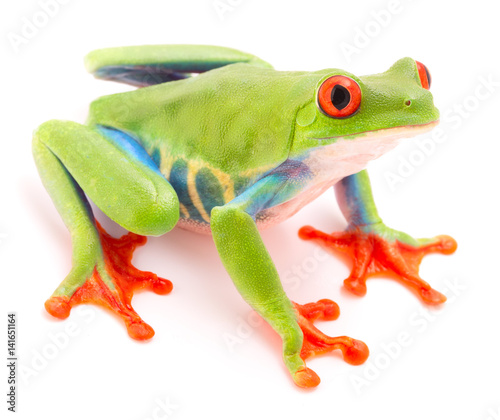 Red eyed tree frog, Agalychnis callydrias. A tropical rain forest animal isolated on a white background..