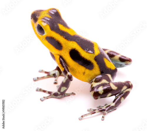 Poison arrow frog, an amphibain with vibrant yelllow.Tropical poisonous rain forest animal, Oophaga pumilio isolated on a white background.