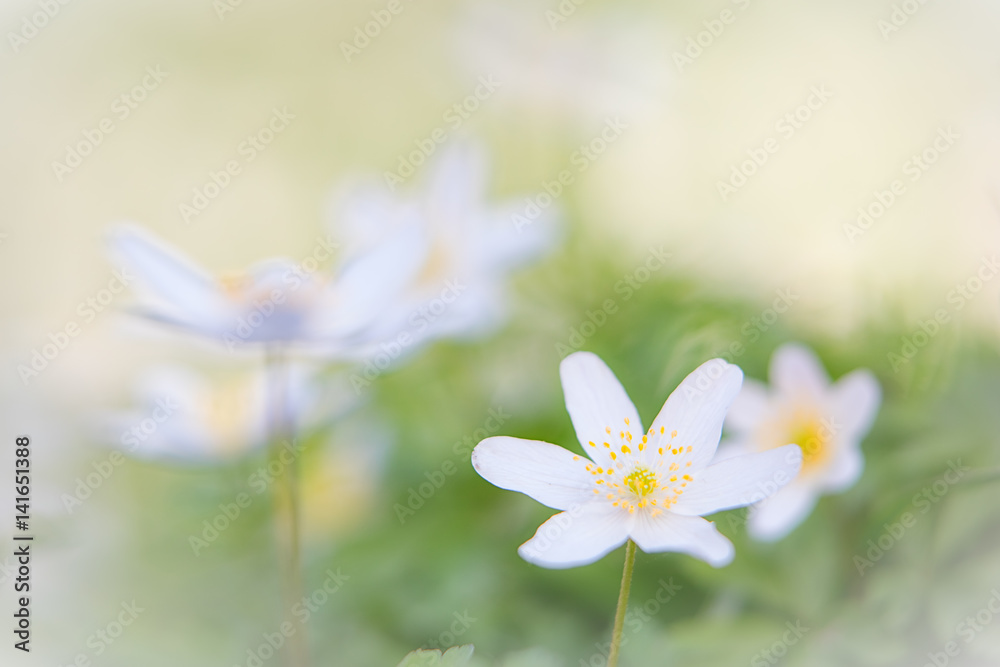 Spring wild flower background, Anemone nemerosa or white wood anemone is one of the first flowers of the year. Spring wild flower background, Anemone nemerosa or white wood anemone is one of the first flowers of the year.