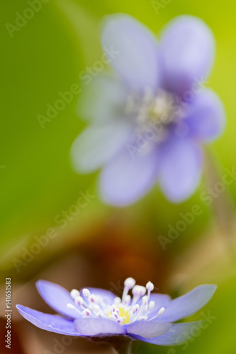 Early blue spring wild flower liverleaf or liverwort, Hepatica nobilis. A delicate and fragile wild forestflower. Symbol for fragility and serenity. soft focus image. photo