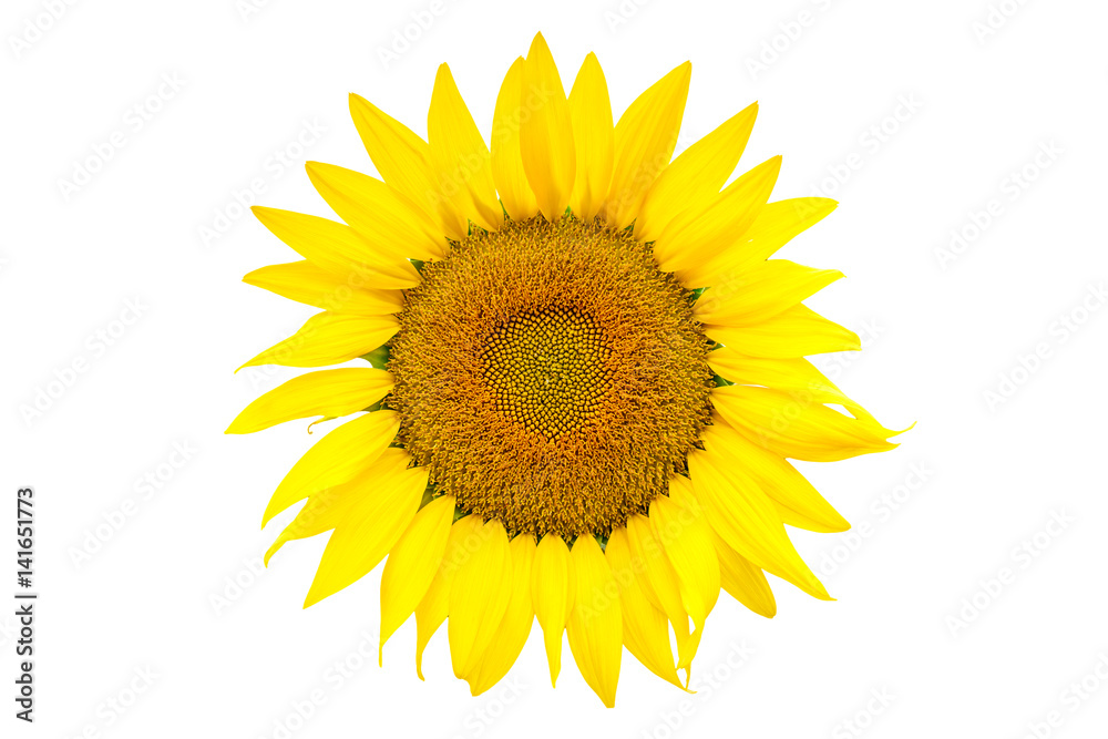 sunflower isolated on white background,with copyspace sunflower isolated on white background,with copyspace