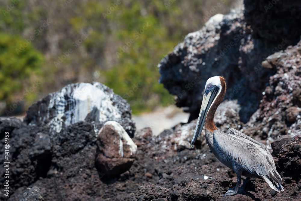 Obraz premium Brown Pelican (Pelecanus occidentalis) sitting on dark rocks on a uninhabited island off the coast of Mexico
