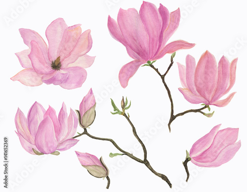 Watercolor painting blooming magnolia flowers set