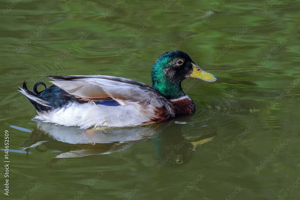 Wild duck or Anas platyrhynchos, beautiful duck swiming in lake. Wild duck or Anas platyrhynchos, beautiful duck swiming in lake.