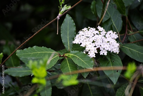 laurel leaves and white flowers photo