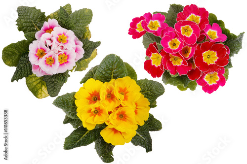 Wallpaper Mural a flower in a pot Torontodigital.ca