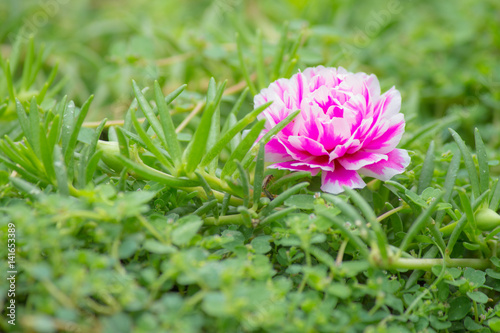 Beautiful pink flower. Little Hogweed or Pusley in a garden.