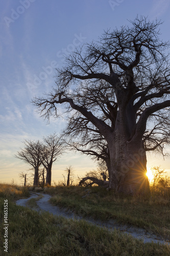 Sunrise at Baines Baobab's