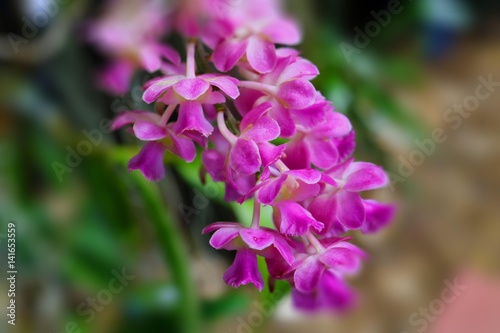 Pink Orchid  © H