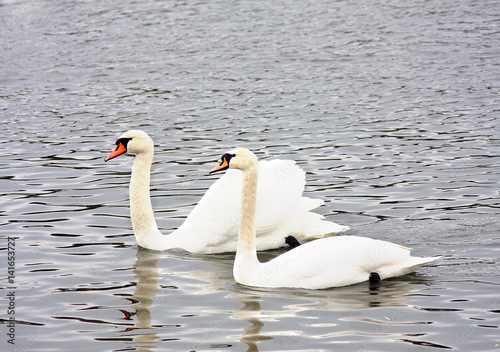 Fototapeta premium Swans