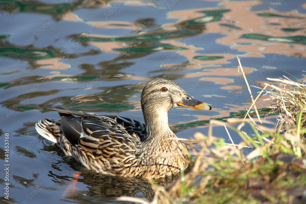 Duck Duck