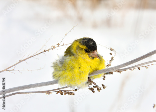 Siskin