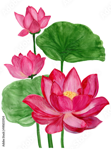 Hand drawn watercolor botanical illustration of Lotus flower pink.