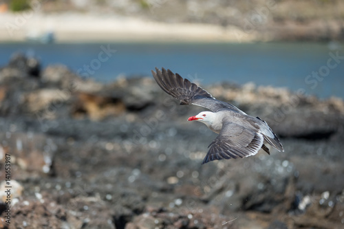 Heermanns Gull (Larus heermanni) in flight over a rocky landscape by the sea on an uninhabited island off the coast of Mexico photo