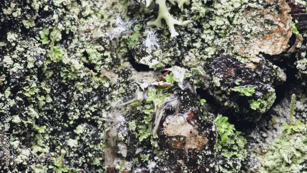 Drops of birch sap flow down the bark. Video. Drops of birch sap flow down the bark. Video.