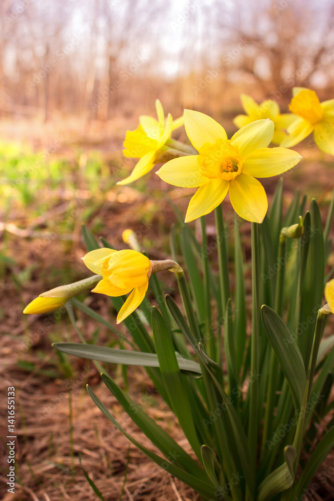Yellow daffodil flower Yellow daffodil flower