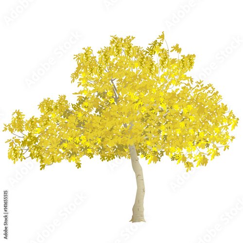 Fig tree in the fall