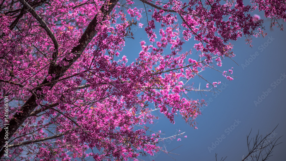 Pink blossom flower. Pink blossom flower.