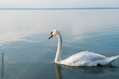 Swans on the lake Balaton in the sunset.