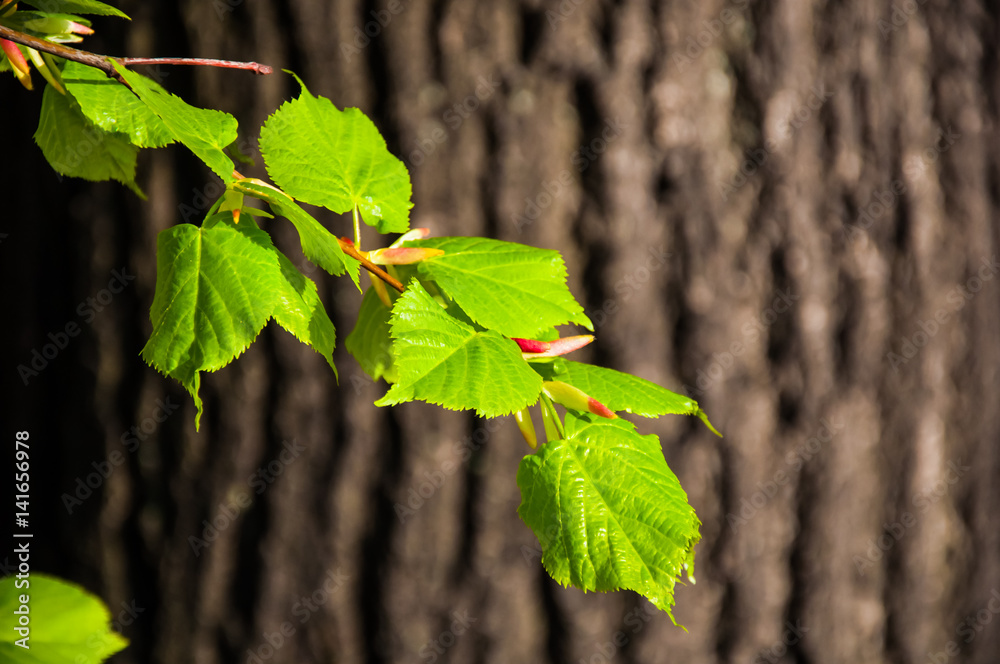 Obraz premium Linden branch