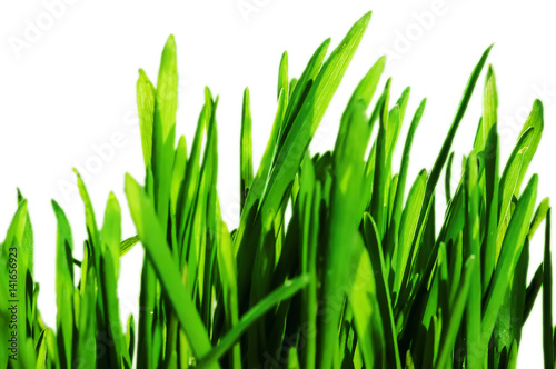 Fresh green spring grass blades