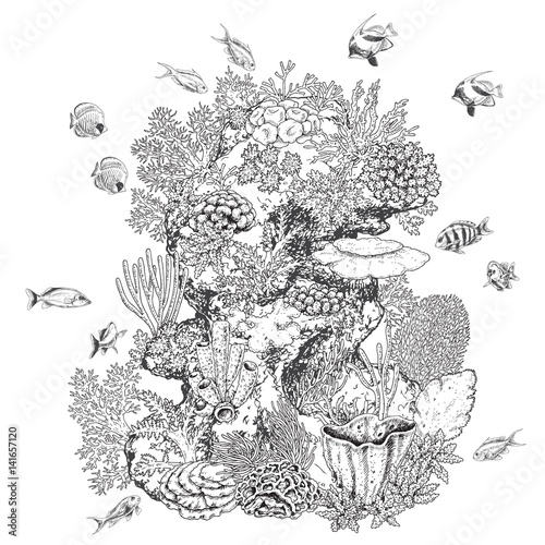 Reef Corals and Fishes