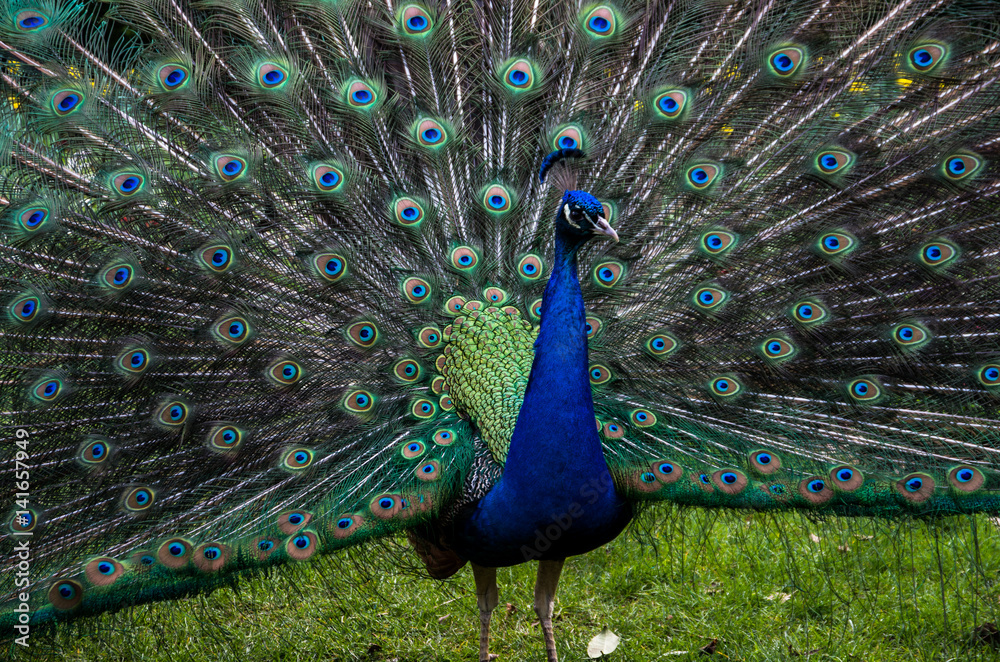 Fototapeta premium A beautiful male peacock showing its wheel in the act of courting the female, on the green grass of a public park